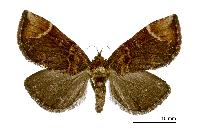 物種:Omphalomia hirta 攝影:吳士緯